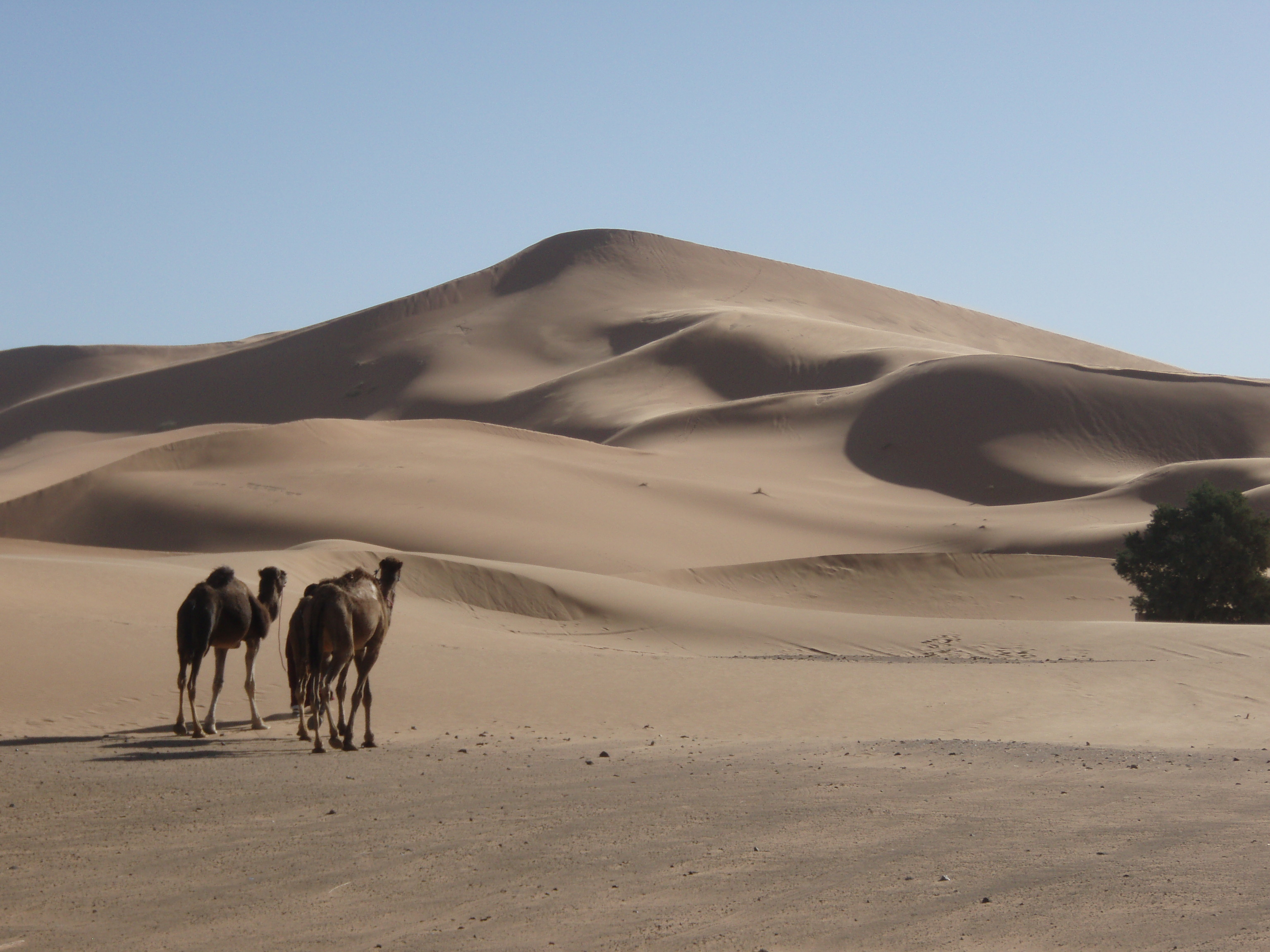 Twyn Tywod Seren Lala Lallia, Erg Chebbi, Morocco. 
Cydnabyddiaeth: Yr Athro C Bristow