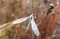 Pryfyn teiliwr – cranefly neu daddy longlegs