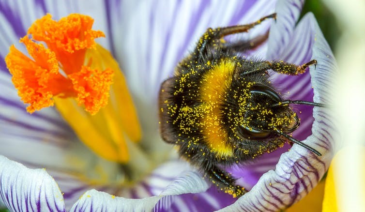 A buff tailed bumble bee emerges from a crocus covered in pollen. thatmacroguy/Shutterstock