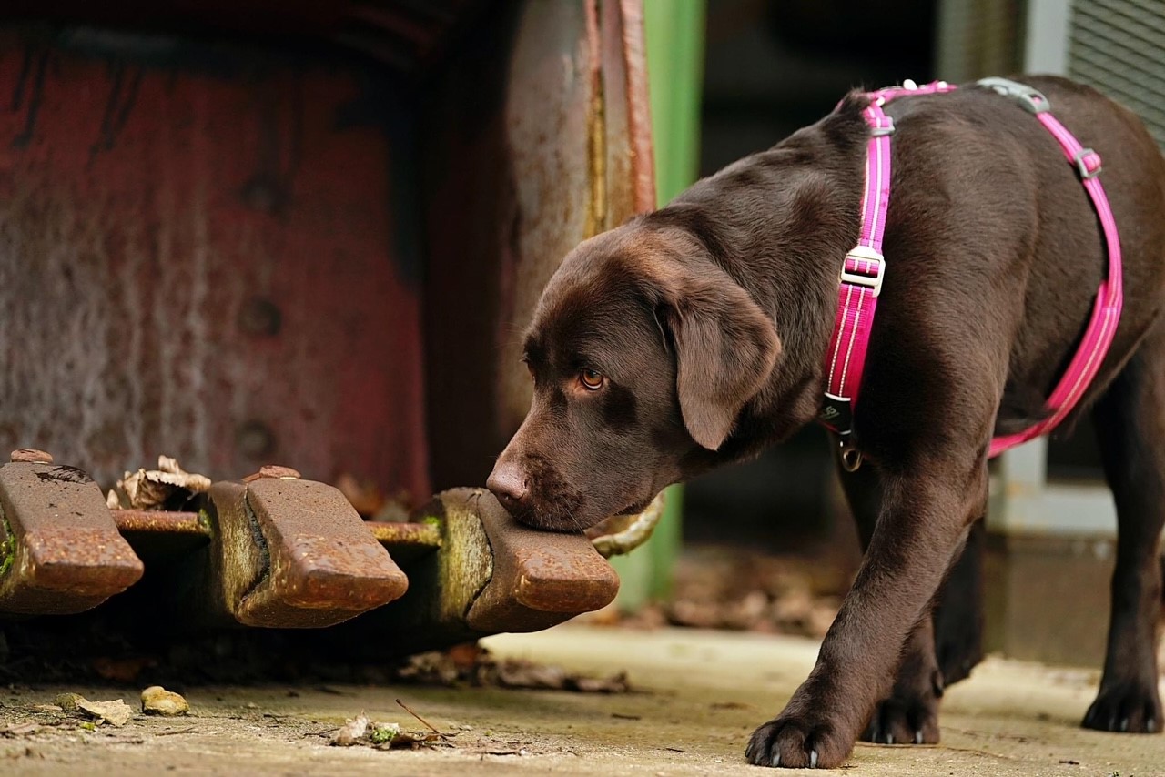 Ci yn derbyn hyfforddiant arogli. Hawlfraint: Nick Lynch (Ten77 Dog Photography)
