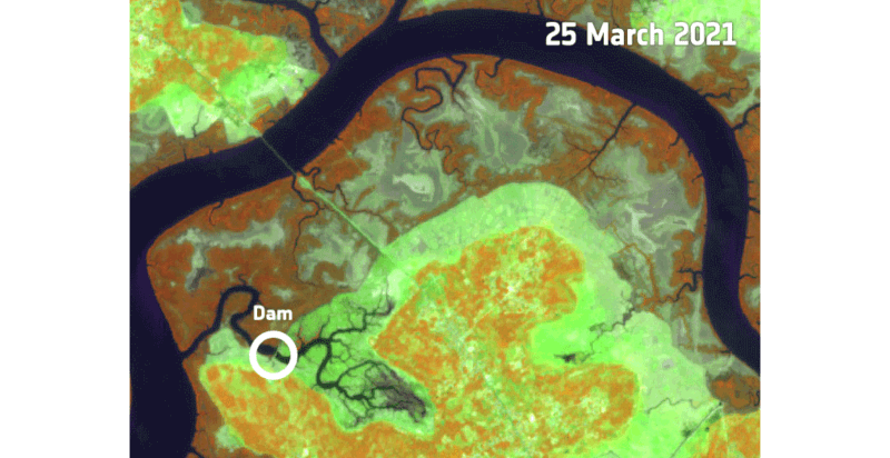 Global Mangrove Watch