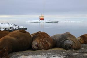 Morloi eliffant yn yr Antarctig