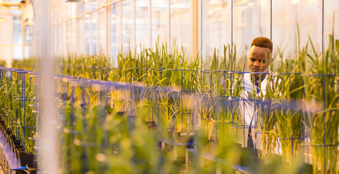 Student in a lab environment studying plants