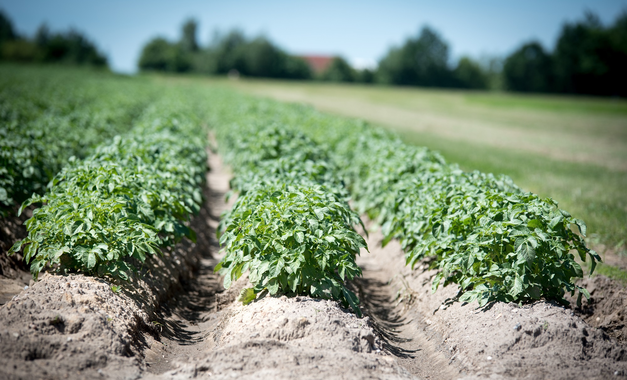 Potato blight is responsible for 20% of potato crop losses. Image by Wolfgang Ehrecke from Pixabay
