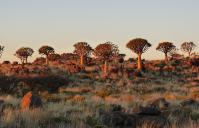 South African plants in arid lands 