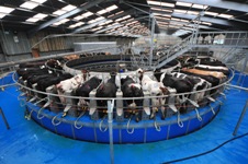 Rotary milking parlour at IBERS