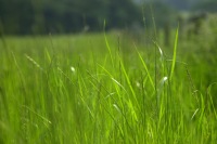 Ryegrass – a common type of grass