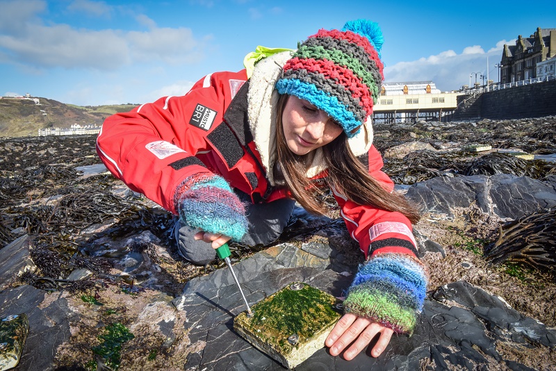 Ecostructure will work with stakeholders and policymakers to develop simple, but innovative ecological interventions for enhancing biodiversity, building on IBERS award winning artificial rock pool enhancements at Tywyn and alternative materials to concrete.
