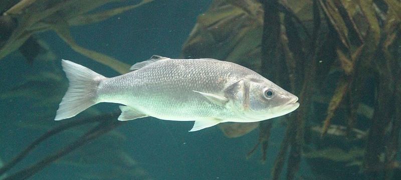 Seabass (Dicentrarchus labrax) one of the species that will be studied by the project. The Bluefish operation will deploy the Irish research vessel Celtic Voyager and the Welsh research vessel Prince Madog in joint cross-border survey and sampling cruises. 