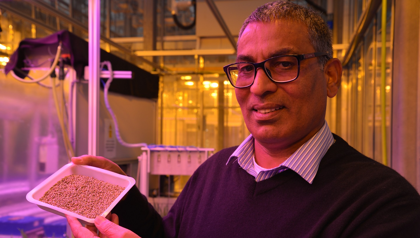 Dr Rattan Yadav from the Institute of Biological, Environment and Rural Sciences at Aberystwyth University who is leading the work on Pearl Millet.