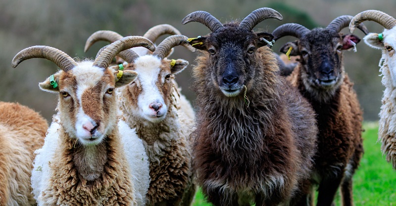Some of the flock of Soay sheep based at IBERS’ Pwllpeiran Upland Research Platform at Aberystwyth University.