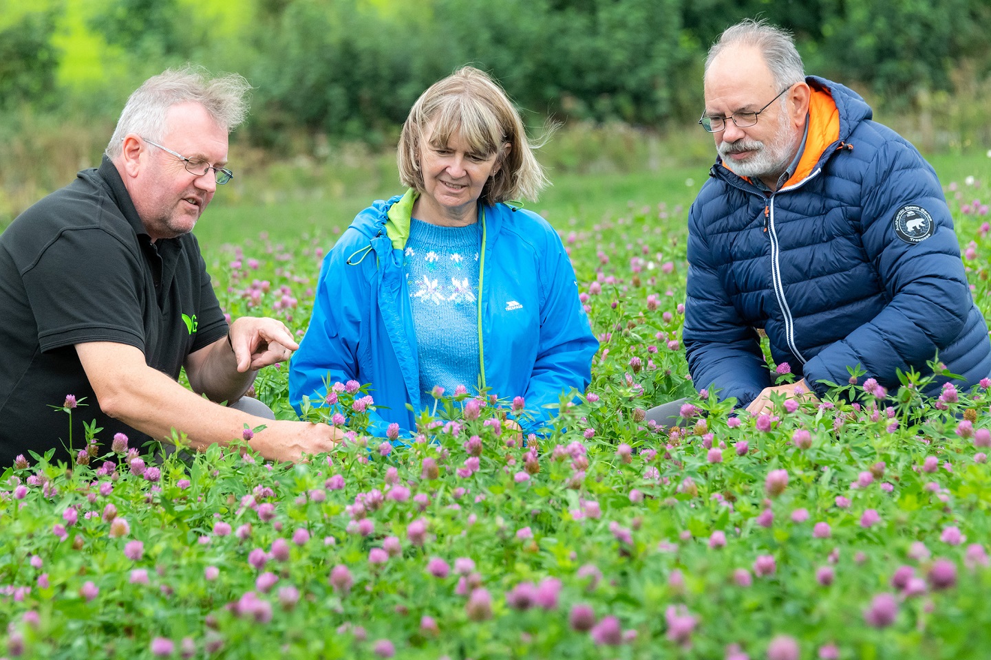 Mr Jim Vale, Germinal with Dr Ana Winters and Professor Joe Gallagher IBERS Aberystwyth University in the red clover trial plots at Gogerddan
