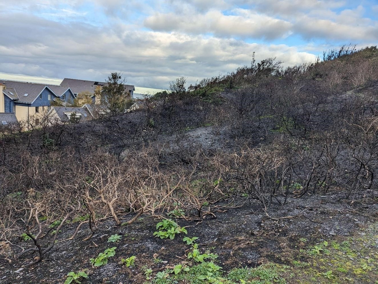 Wildfire in Penglais Woods - taken by student Carwyn Davies