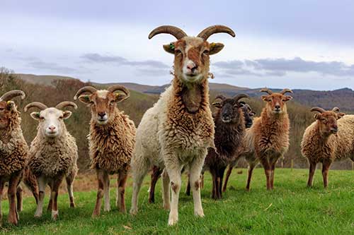 Soay sheep, native to the St Kilda archipelago in the Atlantic, and used in grazing studies (photo - J. Moorby)