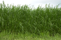 Sugars from grass can produce bioethanol and so much more.