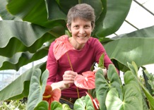 Dr Julie Hofer with Anthurium andraenum one of the fascinating plants in the Botany Garden at Aberystwyth University.