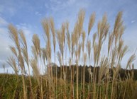 Miscanthus is also known as Elephant Grass
