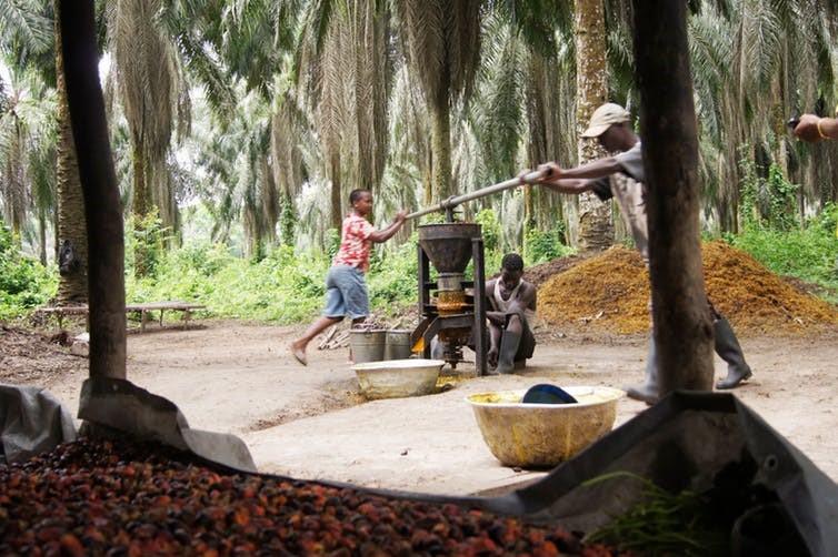 Palm oil being made by local workers in Liberia. Wikimedia/Panoramio, CC BY-SA 