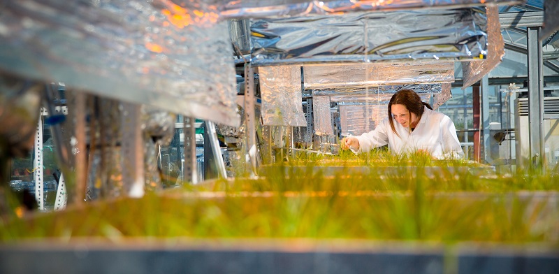 Grass research at the Institute of Biological, Environmental and Rural Sciences at Aberystwyth University