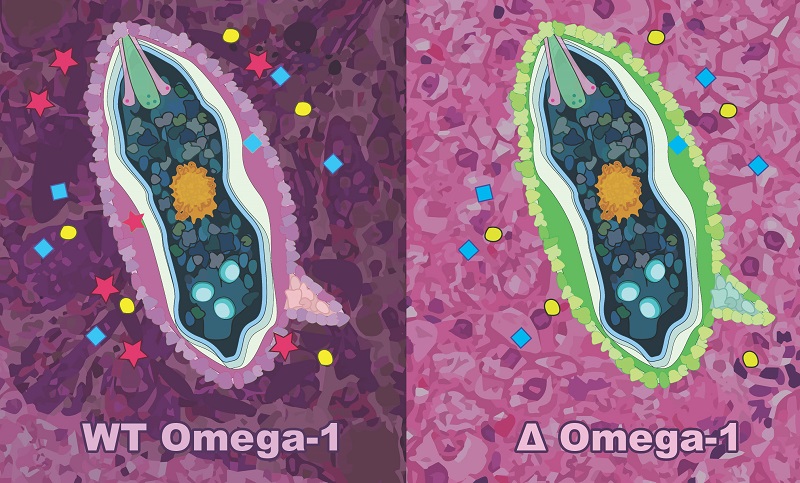 Using CRISPR/Cas9 to ‘knock-out’ omega-1 from schistosome eggs.  The left panel represents a wild-type schistosome egg secreting pathogenic proteins (including omega-1; red stars) into host tissues.  Eggs subjected to CRISPR/Cas9 genome editing in this study do not secrete omega-1 (right panel) into host tissues and are not pathogenic to the host.