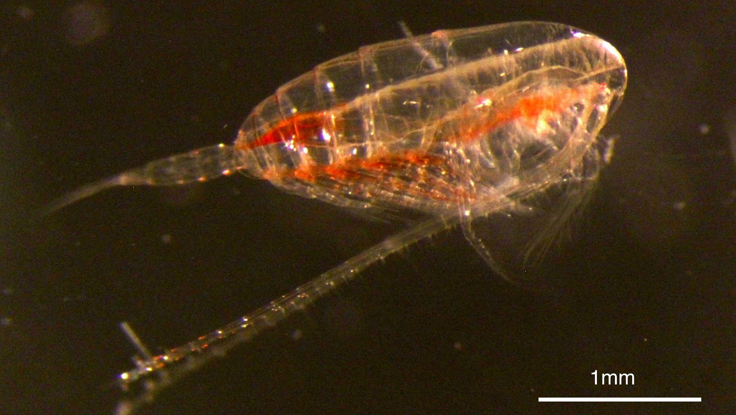 Image of Calanus finmarchicus (copepod), the study organism. (Photo- Lukas Hüppe)