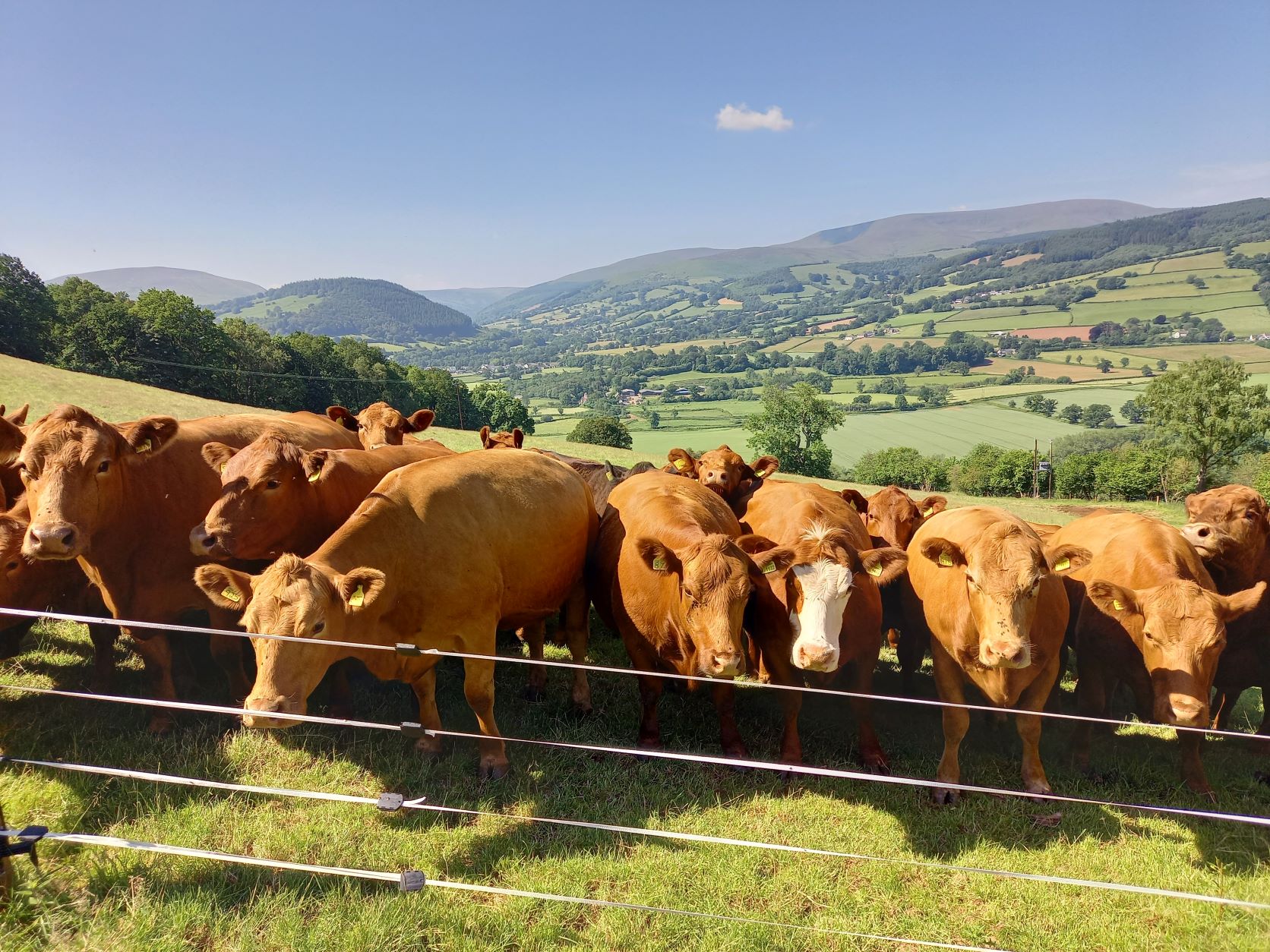 Cattle produced by the Roderick Family at Newton Farm, Brecon.  The Roderick family and their farm feature in a series of 3 short films produced for BeefQ highlighting how certain farm practices can influence beef eating quality. 