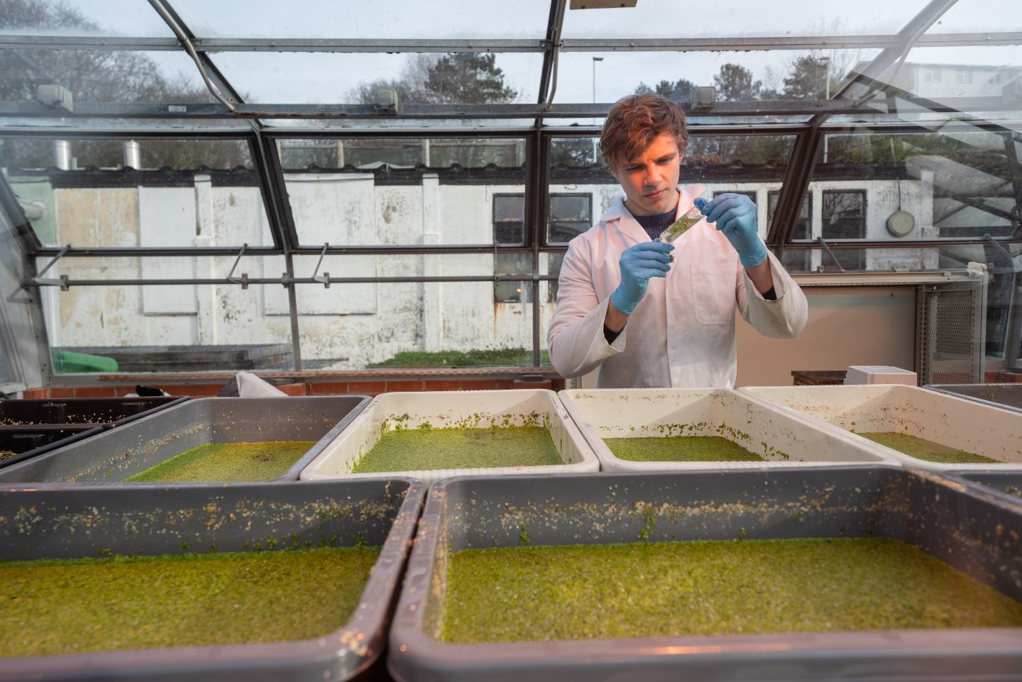 Scientists at Aberystwyth University are looking at how farm waste can be used to grow duckweed as a protein source for feeding livestock.