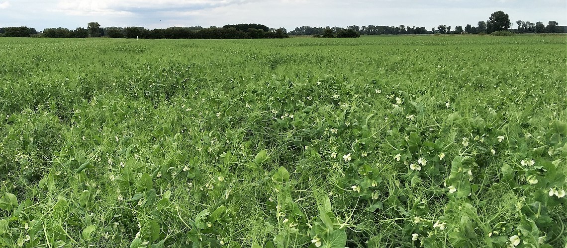 Peas growing at Gogerddan, Aberystwyth University