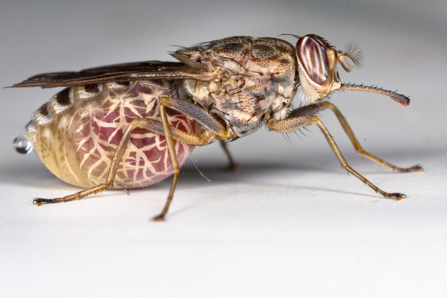 Flies evade your swatting thanks to sophisticated vision and neural  shortcuts