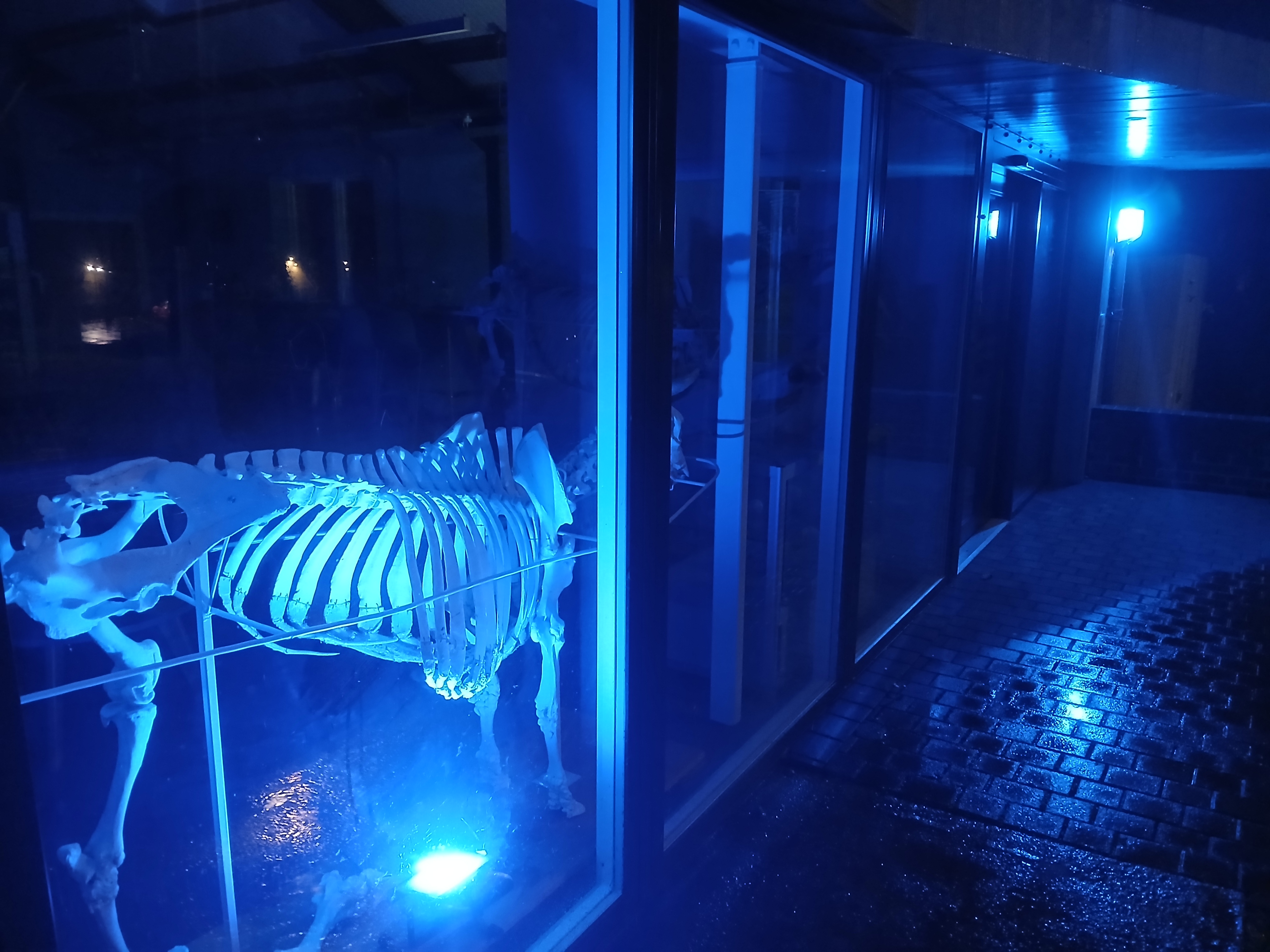 Aberystwyth University’s School of Veterinary Science lit up blue for World Antimicrobial Resistance Awareness Week