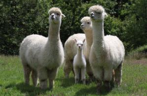 Alpacas at Pwllpeiran Farm.