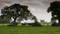 Cows in field