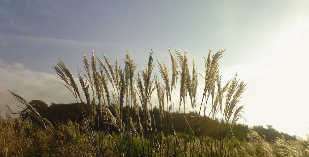 Miscanthus grass