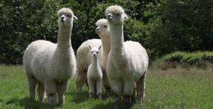 Alpacas at the Pwllpeiran Upland Research Centre, IBERS, Aberystwyth University
