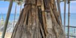 Timber work under the slate, in preparation for removing rotten sections. 